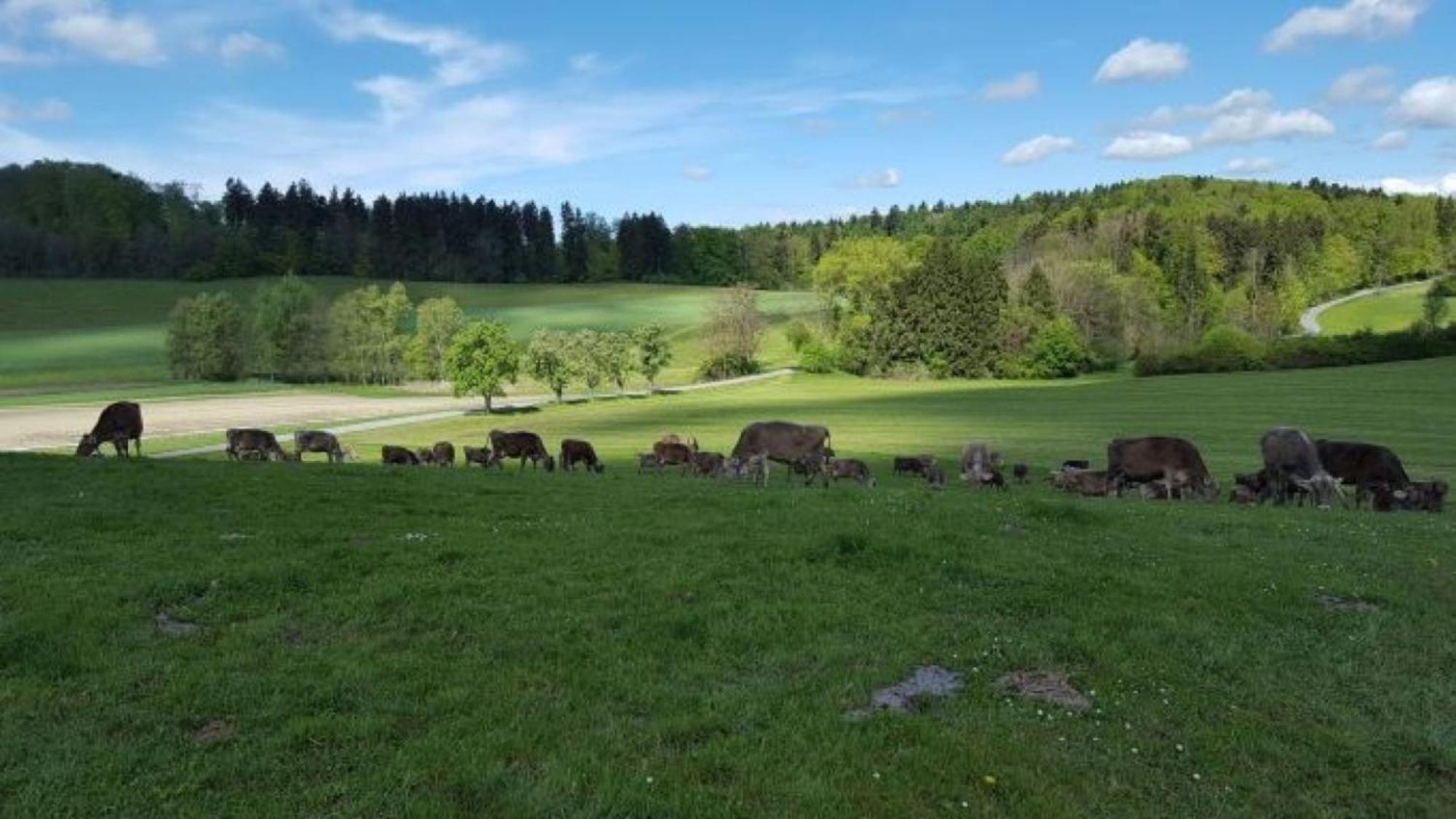 Roesslerhof Ferienwohnung Roesslerweiher Schlier Eksteriør bilde